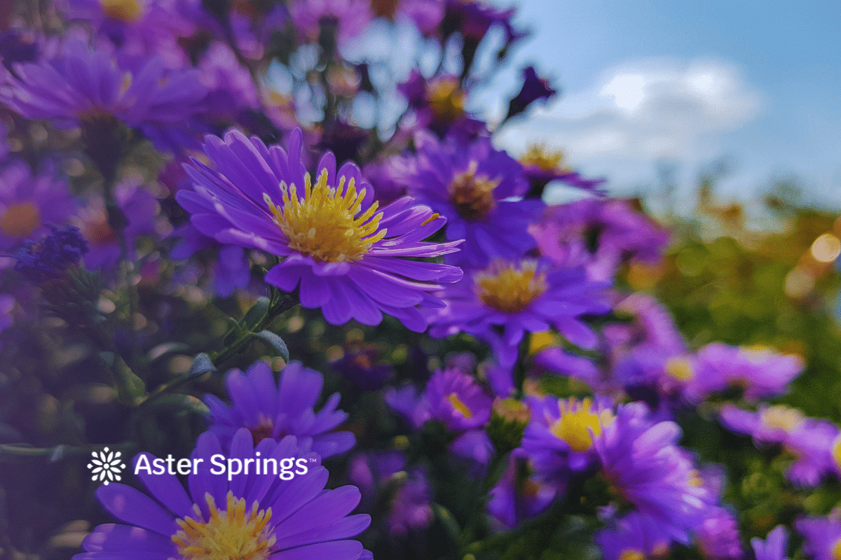 Our Leadership Team | Aster Springs